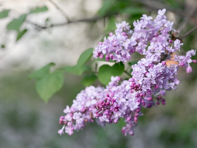 Обои ветка, цветение, весна, сирень, сирени, branch, flowering, spring, lilac разрешение 2048x1365 Загрузить