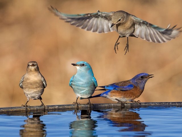 Обои вода, отражение, крылья, птицы, клюв, перья, голубая сиалия, западная сиалия, water, reflection, wings, birds, beak, feathers, blue sialia, western sialia разрешение 2048x1392 Загрузить