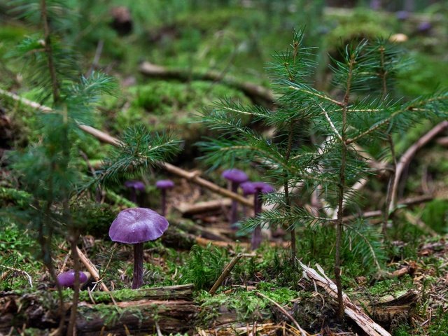 Обои природа, хвоя, макро, грибы, елки, растение, nature, needles, macro, mushrooms, tree, plant разрешение 5184x3456 Загрузить