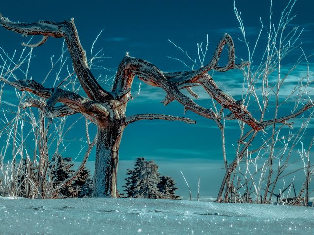 Обои ночь, снег, дерево, зима, night, snow, tree, winter разрешение 2112x1188 Загрузить