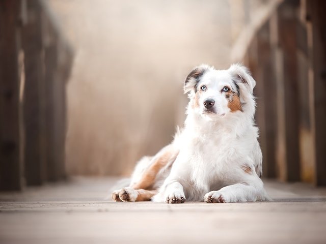 Обои мост, собака, боке, австралийская овчарка, аусси, bridge, dog, bokeh, australian shepherd, aussie разрешение 2048x1365 Загрузить