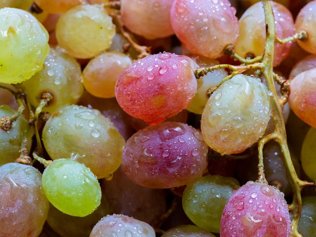 Обои виноград, ягоды, капли воды, крупным планом, grapes, berries, water drops, closeup разрешение 2304x1536 Загрузить