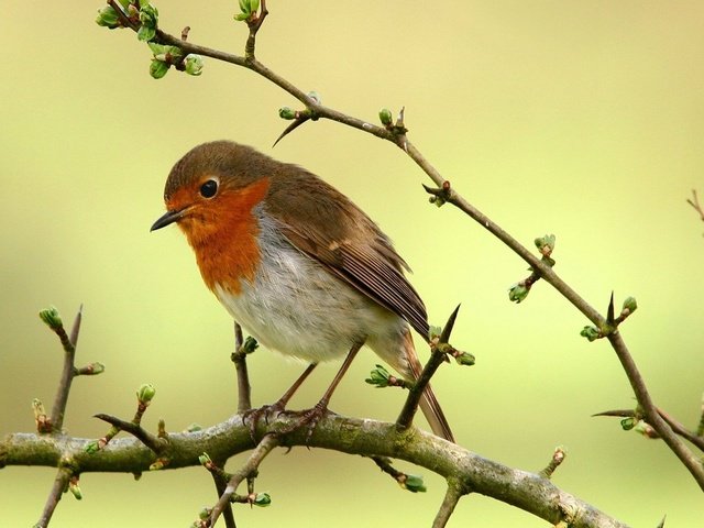 Обои ветки, птица, клюв, перья, оперение, зарянка, малиновка, branches, bird, beak, feathers, tail, robin разрешение 1920x1080 Загрузить