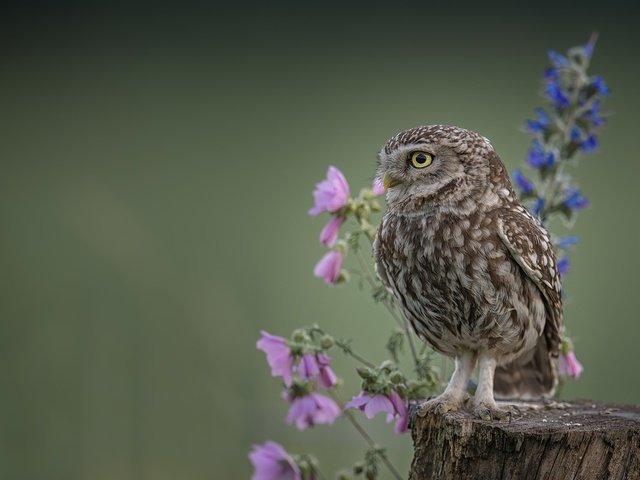 Обои цветы, сова, фон, птица, пень, домовый сыч, flowers, owl, background, bird, stump, the little owl разрешение 2048x1365 Загрузить