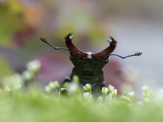 Обои цветы, жук, макро, насекомое, поляна, боке, жук-олень, flowers, beetle, macro, insect, glade, bokeh, stag beetle разрешение 5259x3506 Загрузить