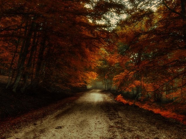 Обои дорога, лес, листва, осень, краски осени, багрянец, road, forest, foliage, autumn, the colors of autumn, the crimson разрешение 3840x2160 Загрузить