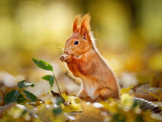 Обои листва, осень, рыжая, белка, боке, foliage, autumn, red, protein, bokeh разрешение 2000x1500 Загрузить