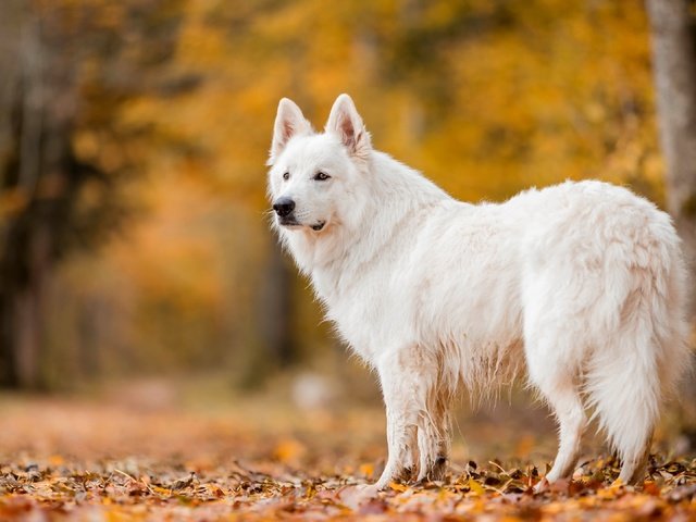 Обои природа, осень, собака, nature, autumn, dog разрешение 3840x2160 Загрузить