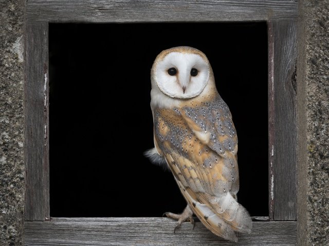 Обои сова, стена, доски, птица, черный фон, окно, отверстие, сипуха, owl, wall, board, bird, black background, window, hole, the barn owl разрешение 4096x3950 Загрузить