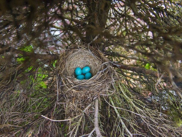 Обои дерево, ветки, ель, яйца, гнездо, кладка, четыре, tree, branches, spruce, eggs, socket, masonry, four разрешение 6584x4394 Загрузить