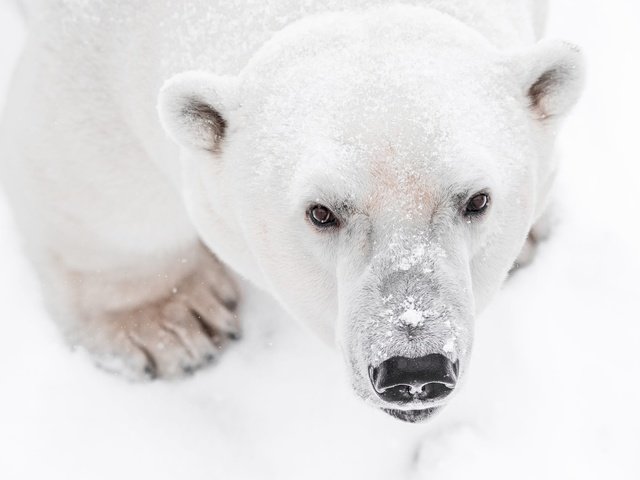 Обои морда, снег, лапы, взгляд, медведь, белый медведь, face, snow, paws, look, bear, polar bear разрешение 2000x1335 Загрузить