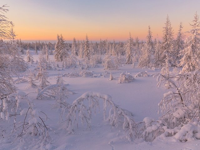 Обои небо, иней, деревья, ели, снег, природа, лес, зима, пейзаж, рассвет, the sky, frost, trees, ate, snow, nature, forest, winter, landscape, dawn разрешение 2000x1334 Загрузить