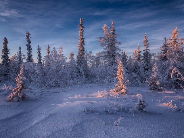 Обои ели, небо, свет, деревья, снег, природа, лес, зима, пейзаж, ate, the sky, light, trees, snow, nature, forest, winter, landscape разрешение 2000x1333 Загрузить