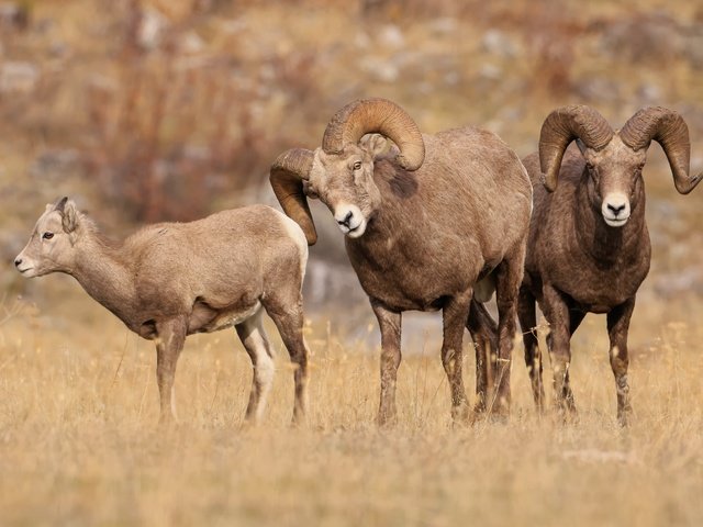 Обои природа, взгляд, рога, баран, бараны, nature, look, horns, ram, sheep разрешение 6144x3411 Загрузить