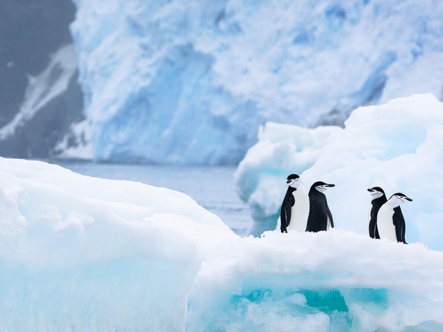 Обои снег, антарктида, природа, льды, зима, пингвины, ледник, лёд, водоем, айсберг, птицы, льдины, пингвин, penguin, snow, antarctica, nature, penguins, winter, glacier, ice, pond, iceberg, birds разрешение 2000x1125 Загрузить