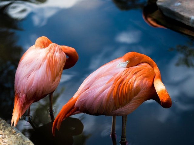 Обои вода, поза, фламинго, водоем, птицы, пара, розовый фламинго, water, pose, flamingo, pond, birds, pair, pink flamingos разрешение 4896x3264 Загрузить