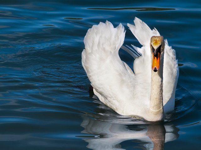 Обои вода, природа, белый, водоем, птица, плавание, лебедь, синий фон, water, nature, white, pond, bird, swimming, swan, blue background разрешение 4896x3264 Загрузить