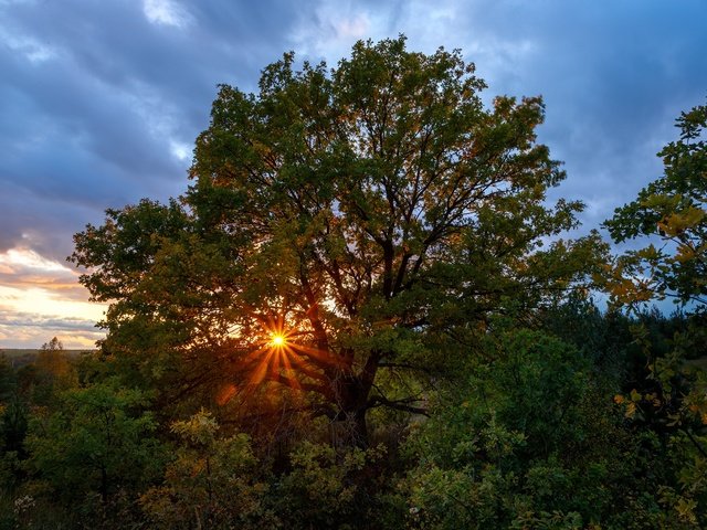 Обои деревья, солнце, природа, закат, лучи, осень, растительность, trees, the sun, nature, sunset, rays, autumn, vegetation разрешение 1920x1280 Загрузить