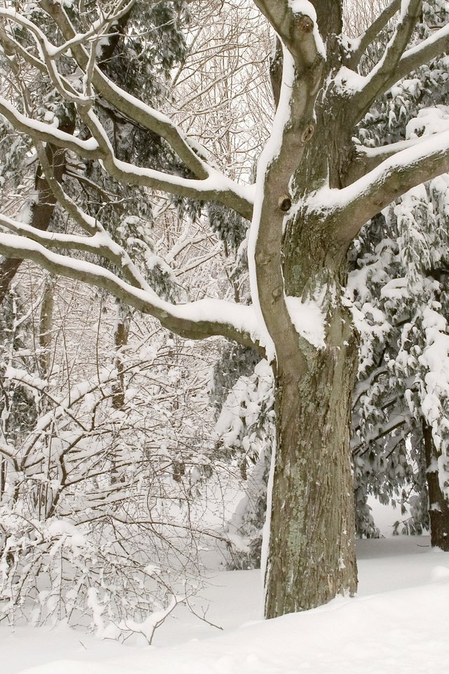 Обои деревья, снег, лес, зима, белосныжные, trees, snow, forest, winter, belosnejnaya разрешение 2560x1600 Загрузить