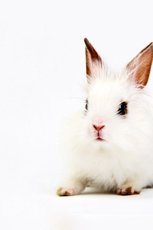 Обои фон, белый, кролик, уши, background, white, rabbit, ears разрешение 1920x1200 Загрузить