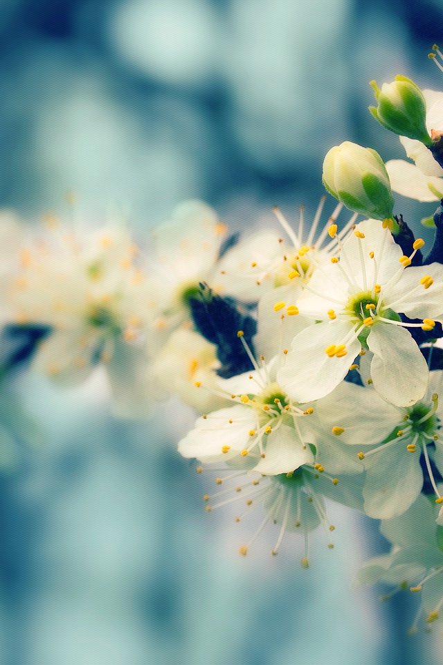 Обои природа, дерево, цветение, размытость, весна, nature, tree, flowering, blur, spring разрешение 1920x1200 Загрузить