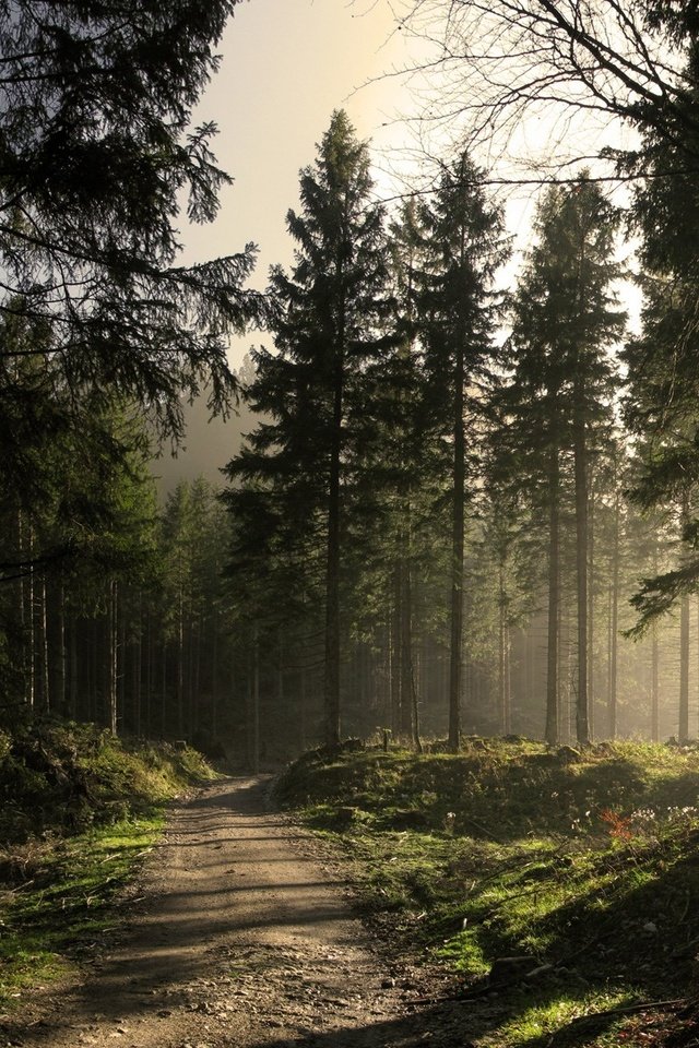 Обои дорога, солнце, лес, road, the sun, forest разрешение 1920x1200 Загрузить
