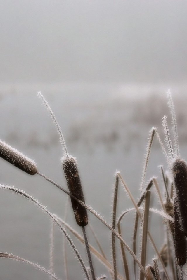 Обои небо, река, природа, обои, камыши, the sky, river, nature, wallpaper, the reeds разрешение 2560x1600 Загрузить