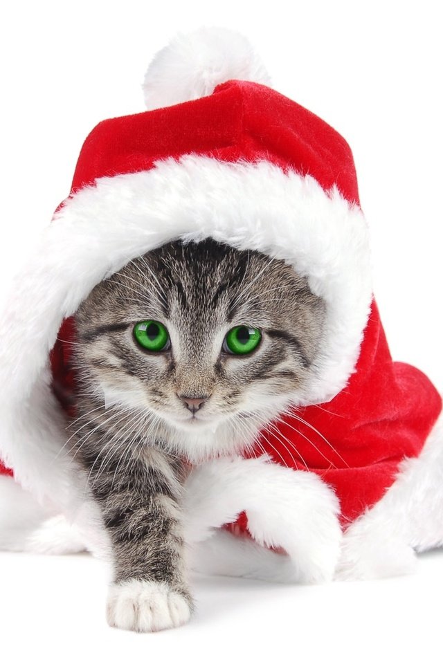 Обои новый год, котенок, белый фон, new year, kitty, white background разрешение 1920x1200 Загрузить