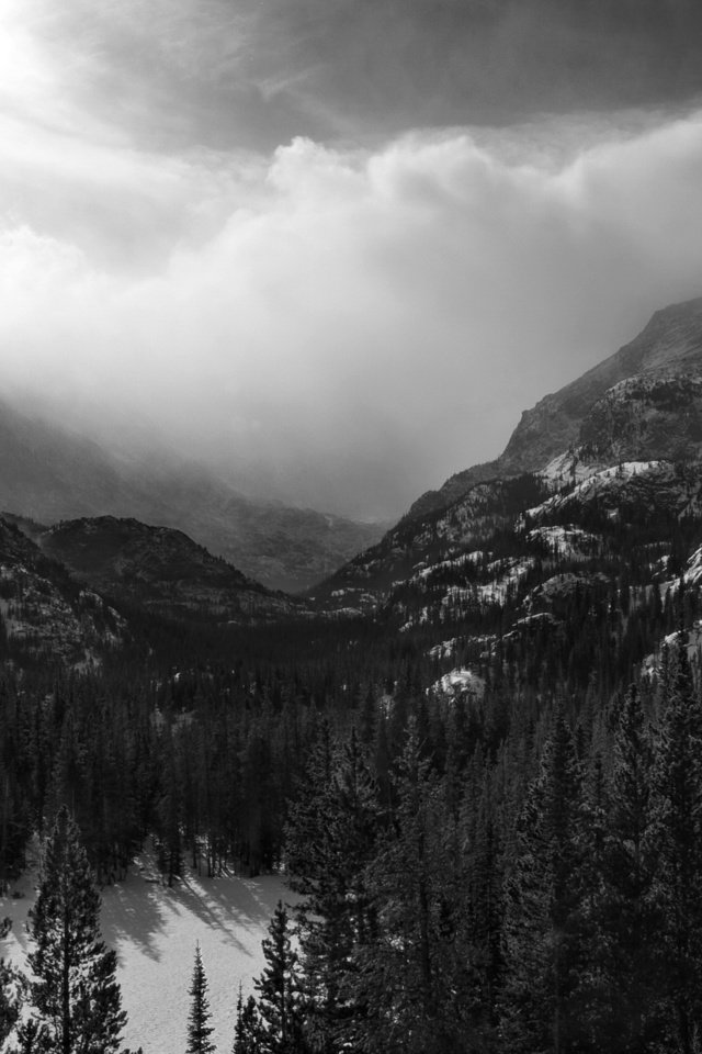 Обои горы, лес, черно-белая, mountains, forest, black and white разрешение 2560x1656 Загрузить