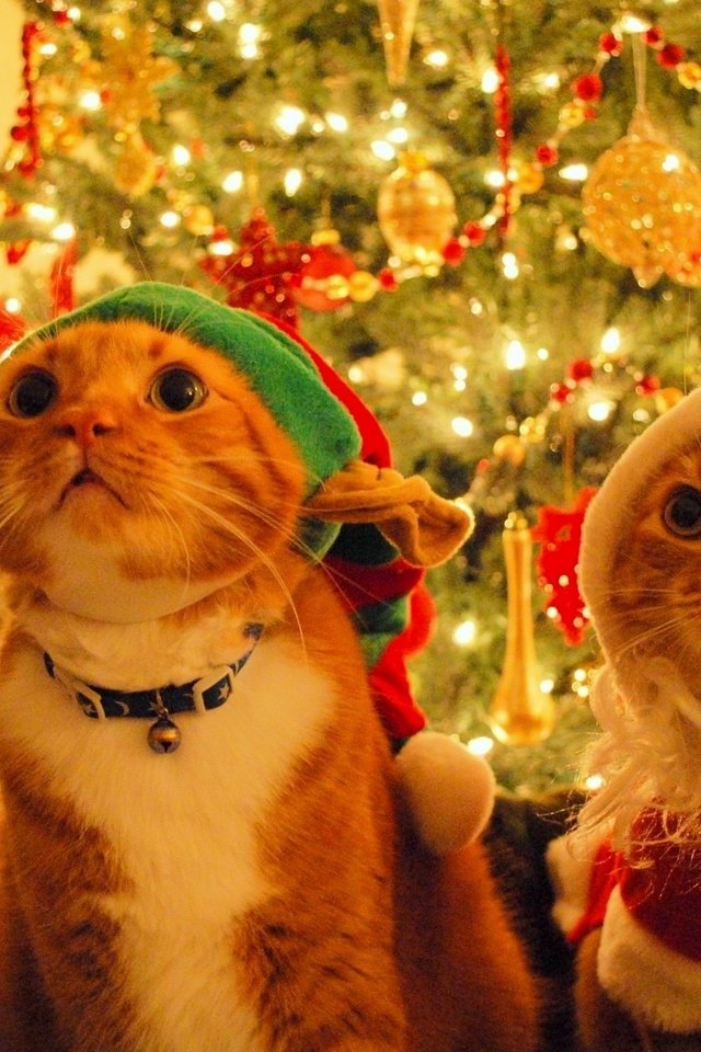 Обои новый год, елка, дед мороз, шапка, кошки, эльф, котэ, new year, tree, santa claus, hat, cats, elf, kote разрешение 1920x1200 Загрузить