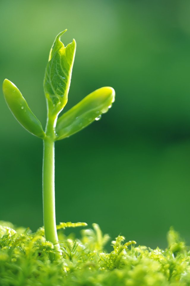 Обои трава, природа, зелень, зелёный, макро, росток, grass, nature, greens, green, macro, rostock разрешение 1920x1200 Загрузить