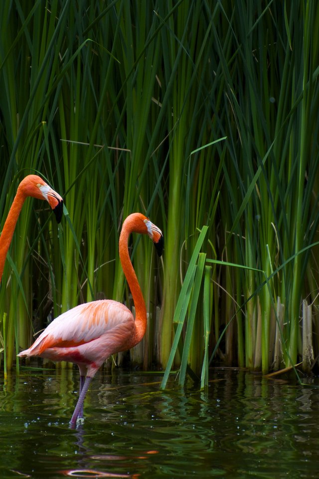 Обои озеро, фламинго, птицы, калифорния, тростник, sacramento zoo, lake, flamingo, birds, ca, cane разрешение 2560x1600 Загрузить