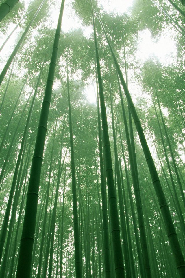 Обои небо, деревья, зелёный, листва, бамбук, the sky, trees, green, foliage, bamboo разрешение 1920x1200 Загрузить