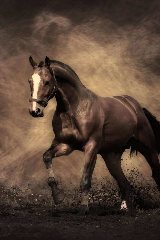 Обои конь, жеребец, мустанг, horse, stallion, mustang разрешение 2560x1600 Загрузить