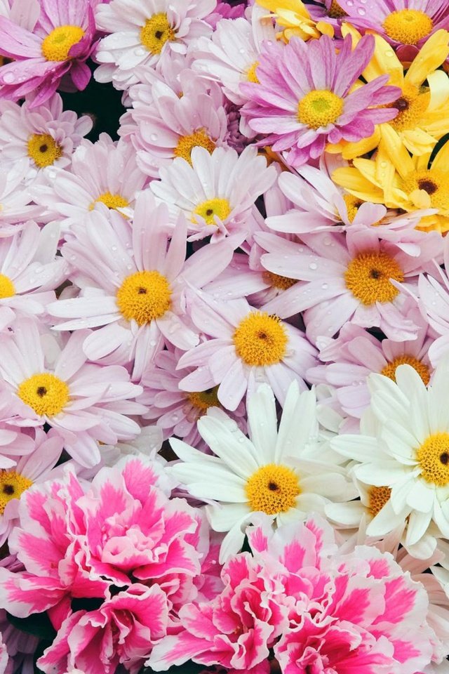 Обои цветы, весна, ромашки, flowers, spring, chamomile разрешение 2560x1600 Загрузить