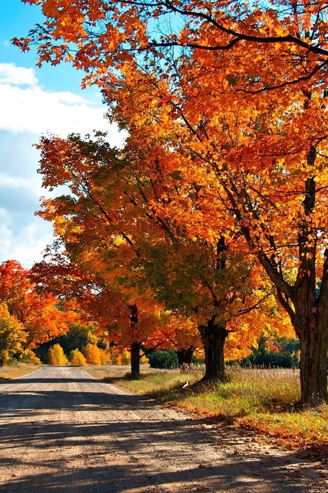 Обои дорога, деревья, лес, осень, краски осени, road, trees, forest, autumn, the colors of autumn разрешение 1920x1200 Загрузить