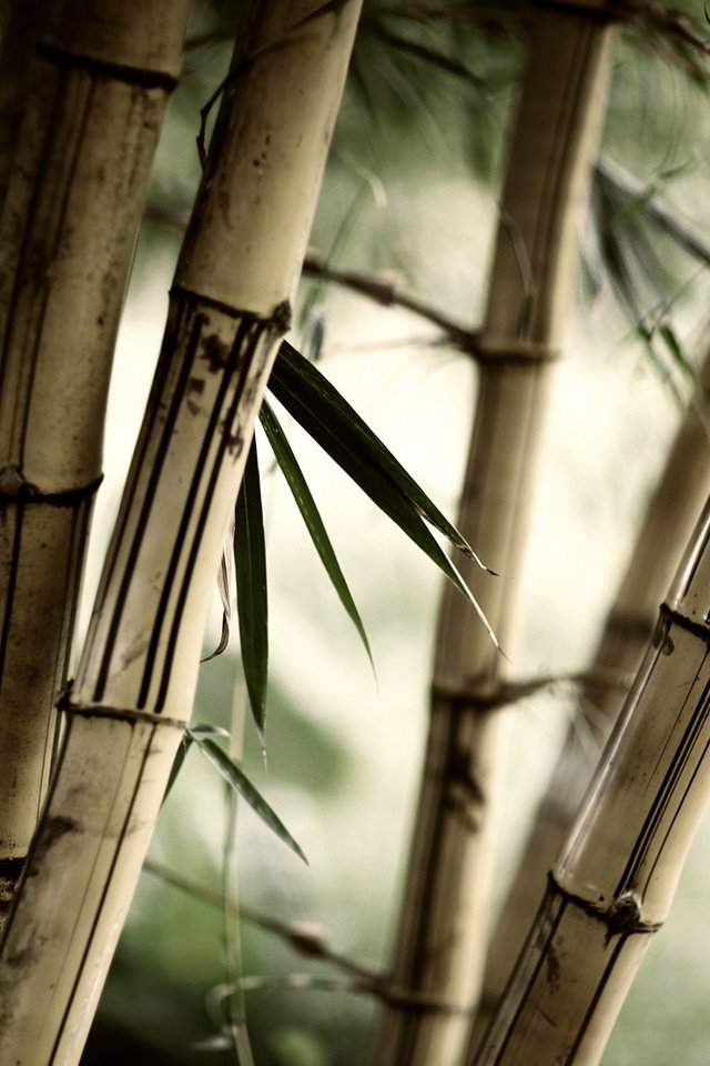 Обои природа, листья, бамбук, стебли, nature, leaves, bamboo, stems разрешение 2560x1600 Загрузить