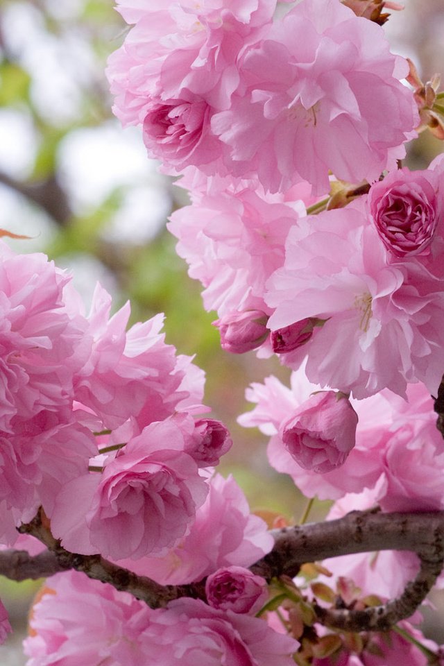Обои цветение, ветки, весна, вишня, сакура, flowering, branches, spring, cherry, sakura разрешение 1920x1200 Загрузить