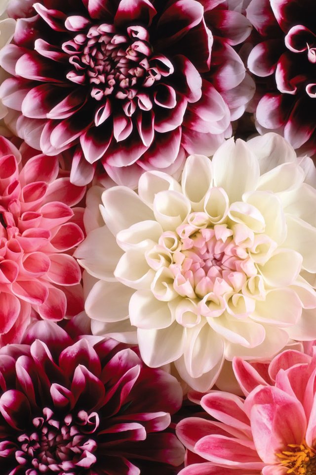 Обои цветы, георгины, flowers, dahlias разрешение 1920x1200 Загрузить