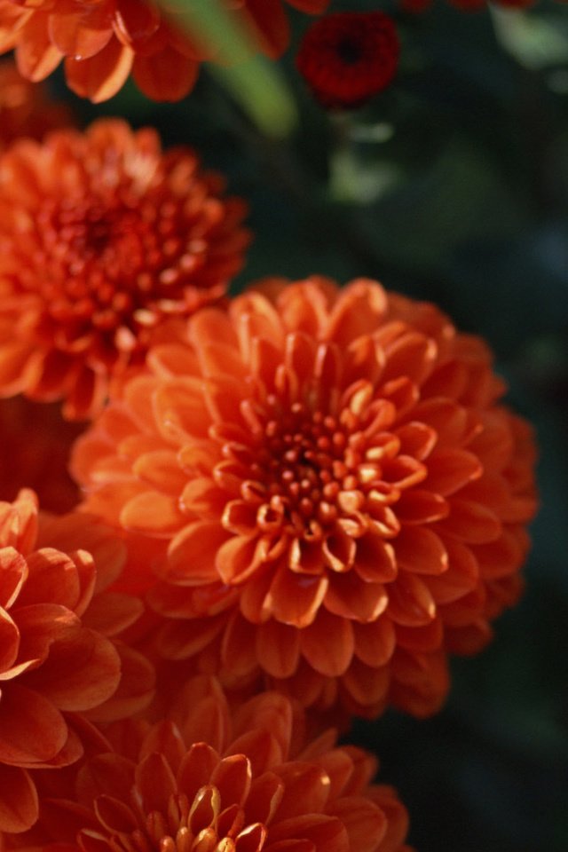 Обои цветы, оранжевый, георгины, flowers, orange, dahlias разрешение 1920x1200 Загрузить