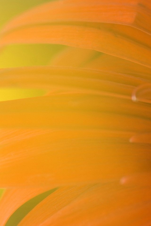 Обои цветок, лепестки, блики, оранжевый, гербера, крупным планом, flower, petals, glare, orange, gerbera, closeup разрешение 1920x1080 Загрузить