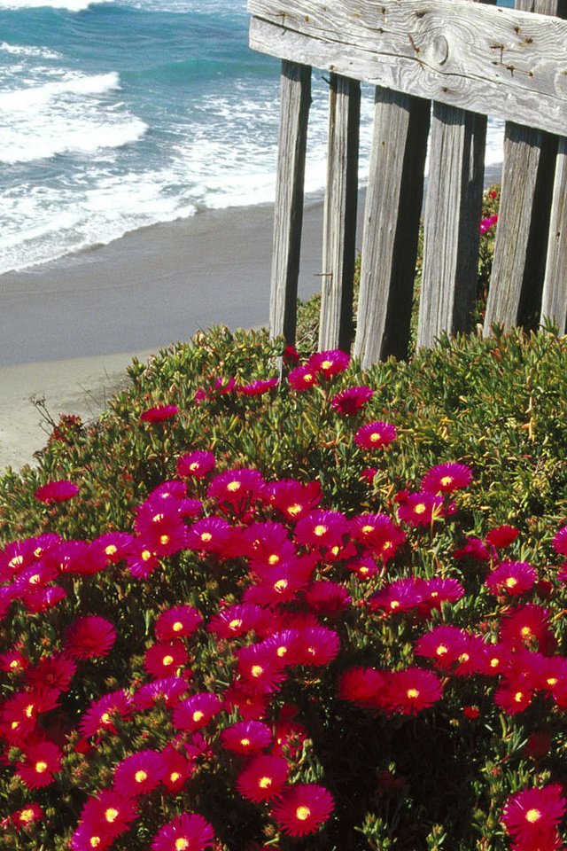 Обои цветы, море, пляж, забор, маргаритки, flowers, sea, beach, the fence, daisy разрешение 1920x1080 Загрузить