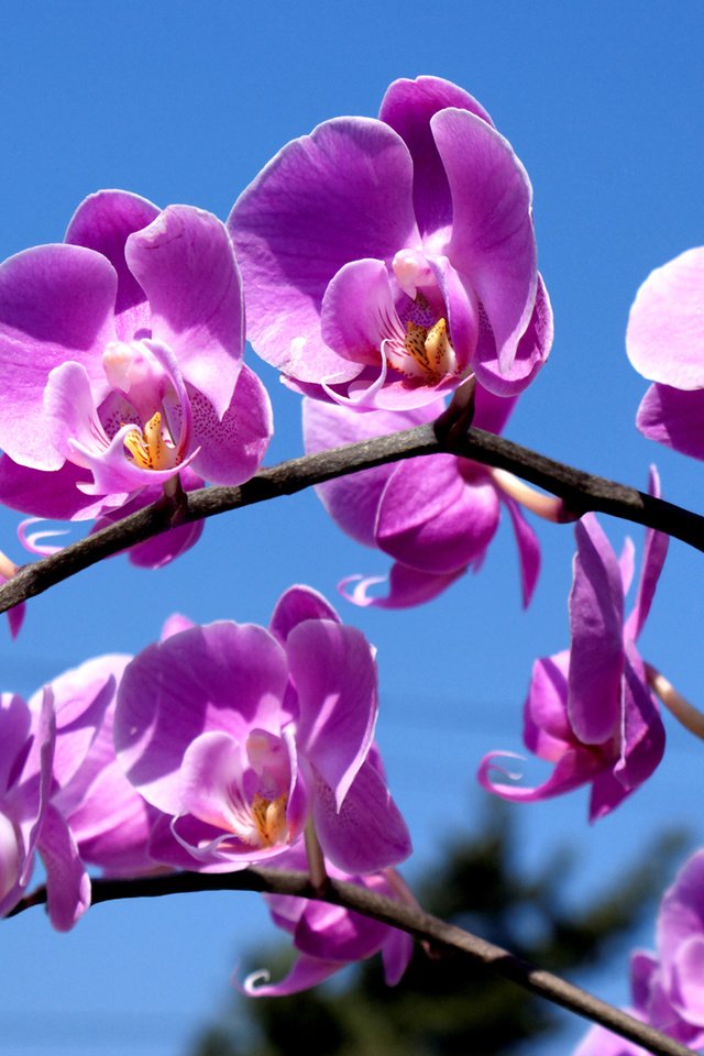 Обои орхидея, синее небо, комильфо, orchid, blue sky, comme il faut разрешение 1920x1200 Загрузить