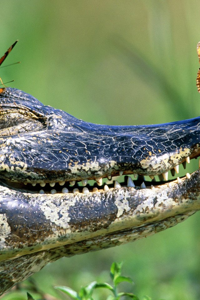 Обои зубы, бабочки, крокодил, пасть, teeth, butterfly, crocodile, mouth разрешение 1920x1080 Загрузить
