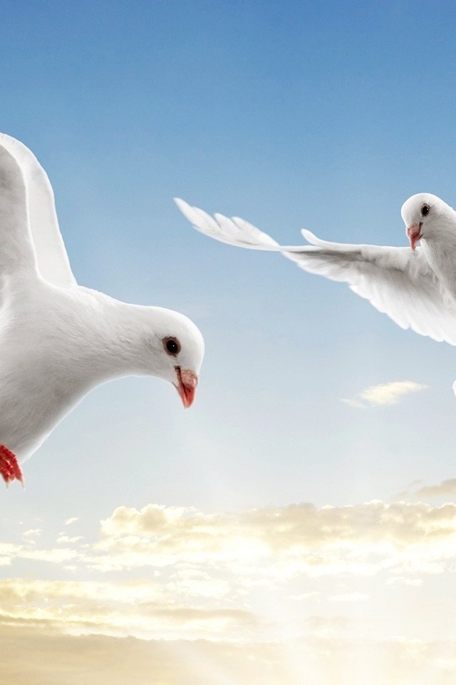 Обои небо, белый голубь, полет, крылья, птицы, белые, голубь, голуби, парят, the sky, flight, wings, birds, white, dove, pigeons, soar разрешение 1920x1080 Загрузить