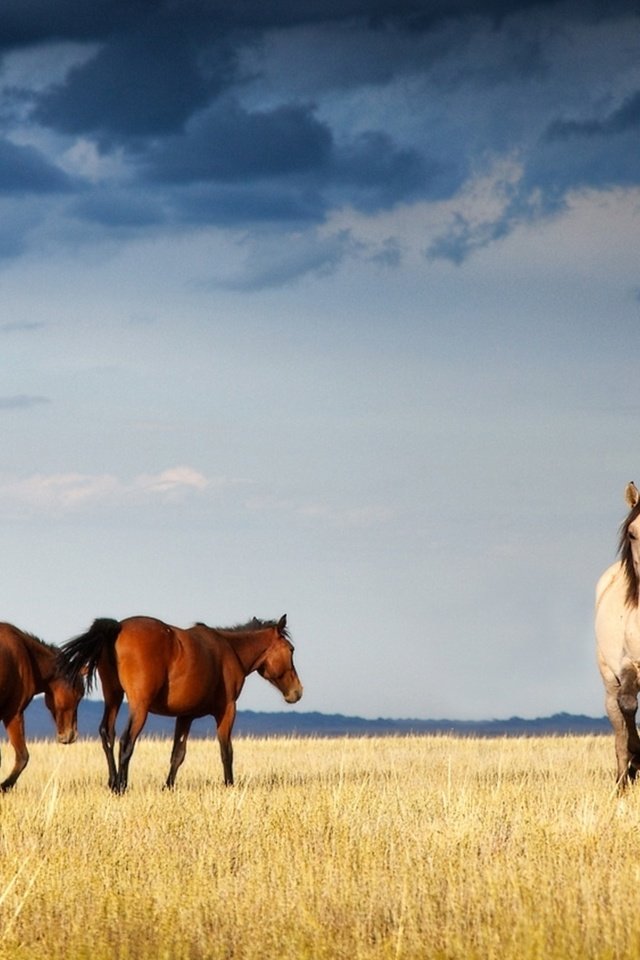 Обои лошади, казахстан, грациозные, ксения, собчак, horse, kazakhstan, graceful, xenia, sobchak разрешение 1920x1080 Загрузить