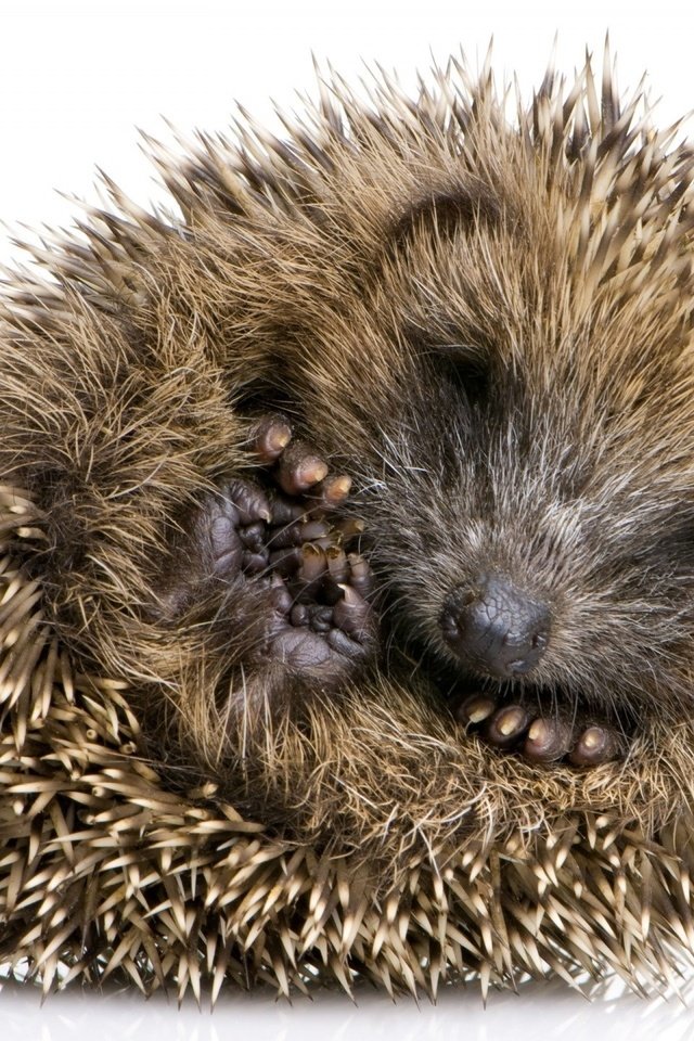 Обои колючки, белый фон, ежик, еж, клубочек, barb, white background, hedgehog, a ball разрешение 1920x1440 Загрузить