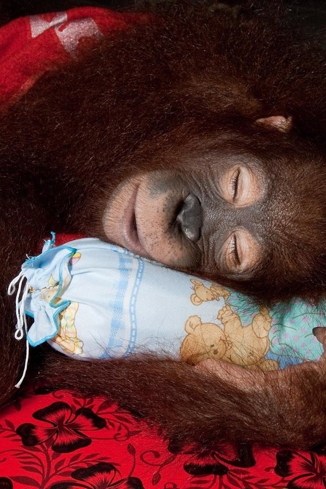 Обои мордочка, орангутан, лапы, спит, обезьяна, подушка, детеныш, примат, орангутанг, muzzle, paws, sleeping, monkey, pillow, cub, the primacy of, orangutan разрешение 1920x1200 Загрузить