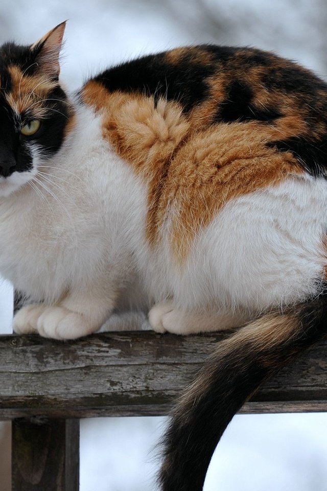 Обои кот, кошка, забор, сидит, пятнистый, трехцветный, cat, the fence, sitting, spotted, tri-color разрешение 1920x1200 Загрузить