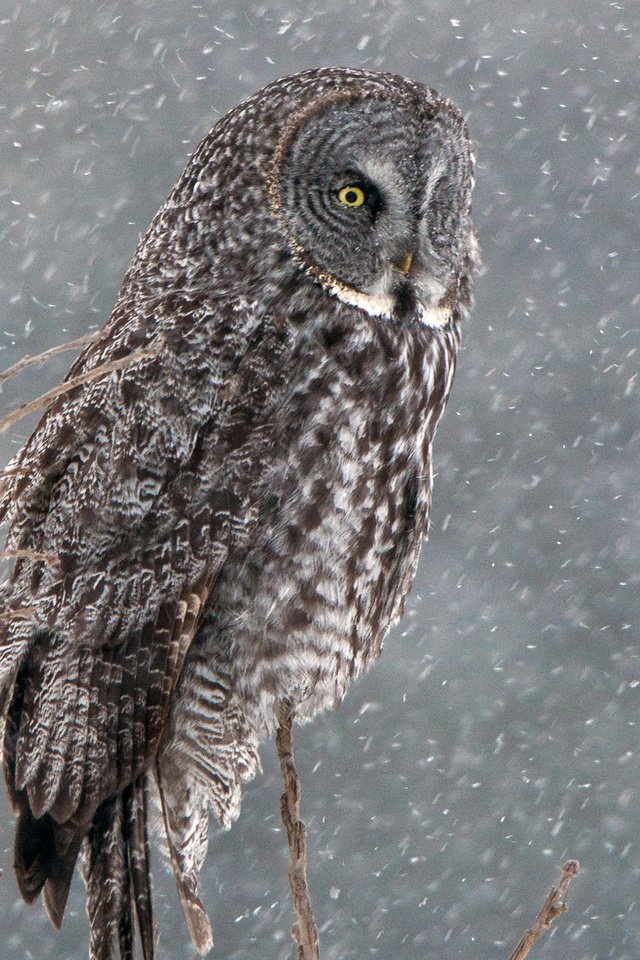 Обои сова, снег, дерево, зима, птица, бородатая неясыть, неясыть, owl, snow, tree, winter, bird, great grey owl разрешение 1920x1440 Загрузить